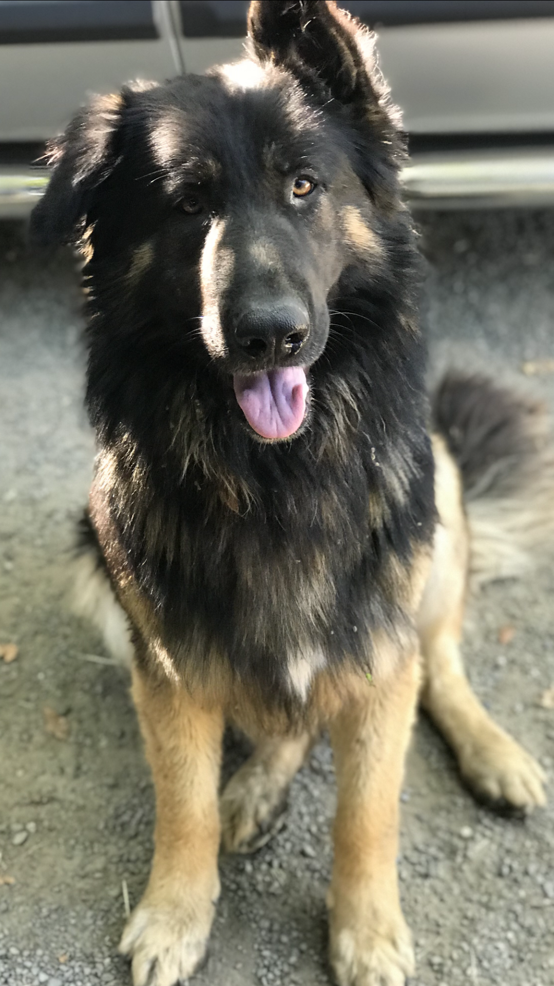 Teddy